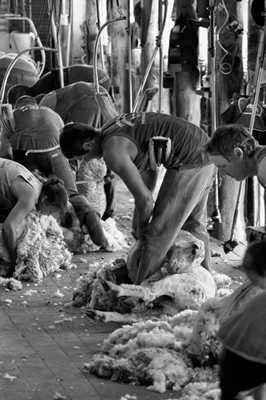 Steam Plains Shearing 022234  © Claire Parks Photography 